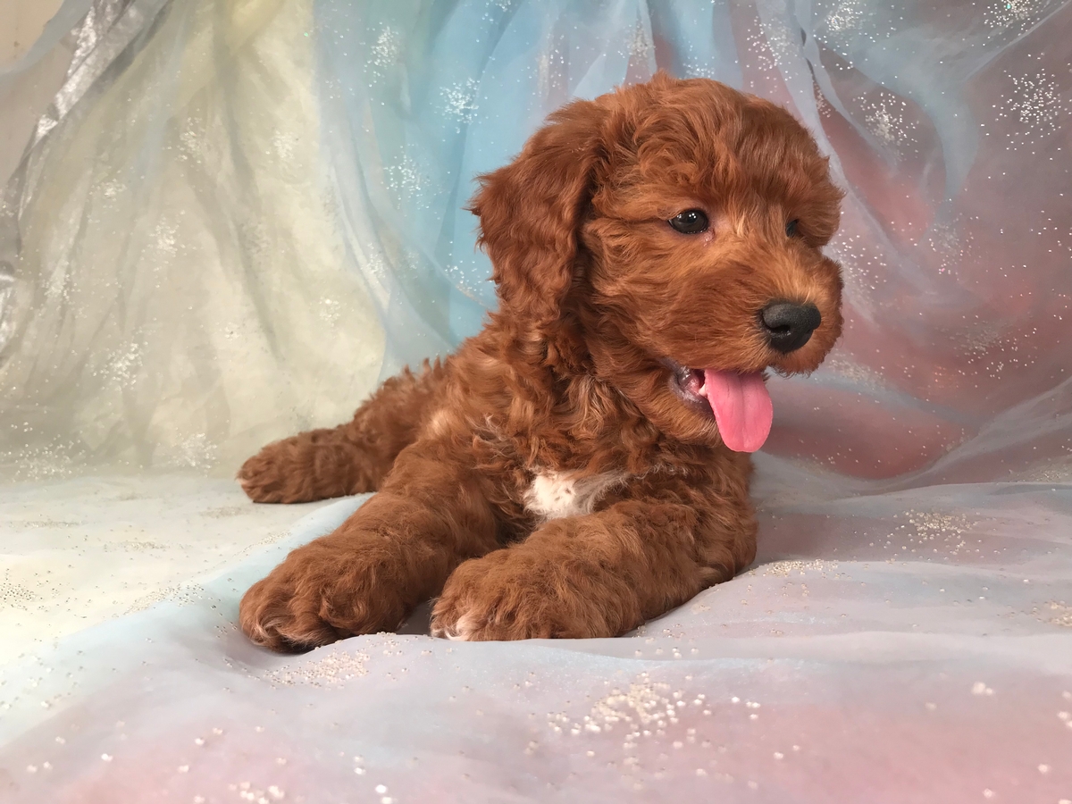 Goldendoodle-Dark Red Male-$1500 DOB 12-31-2018 Miniature Pup